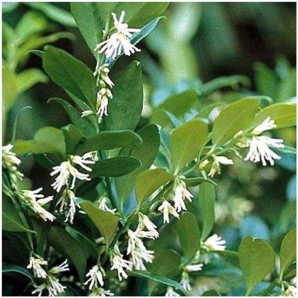 Sarcococca confusa