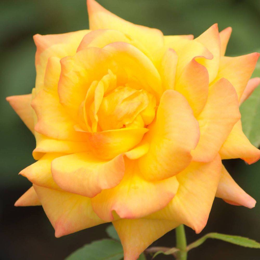 Rosier grimpant Courtyard® Redova™ Poulcy030