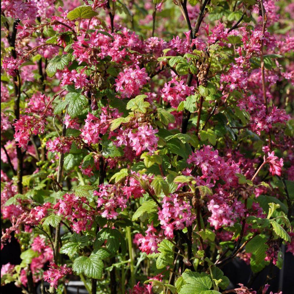 Groseillier à fleurs 'King edward VII'