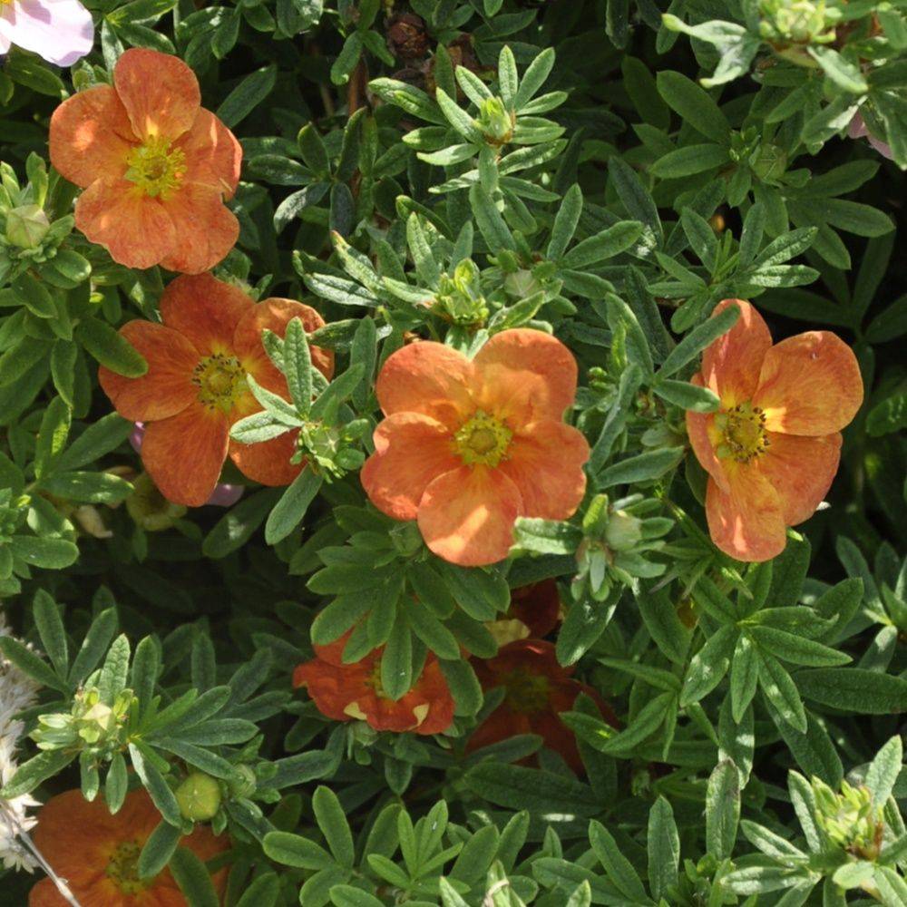 Potentille arbustive 'Hopley's orange'