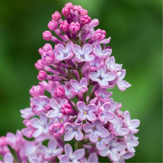 Lilas commun 'Amethyst' - Image 1