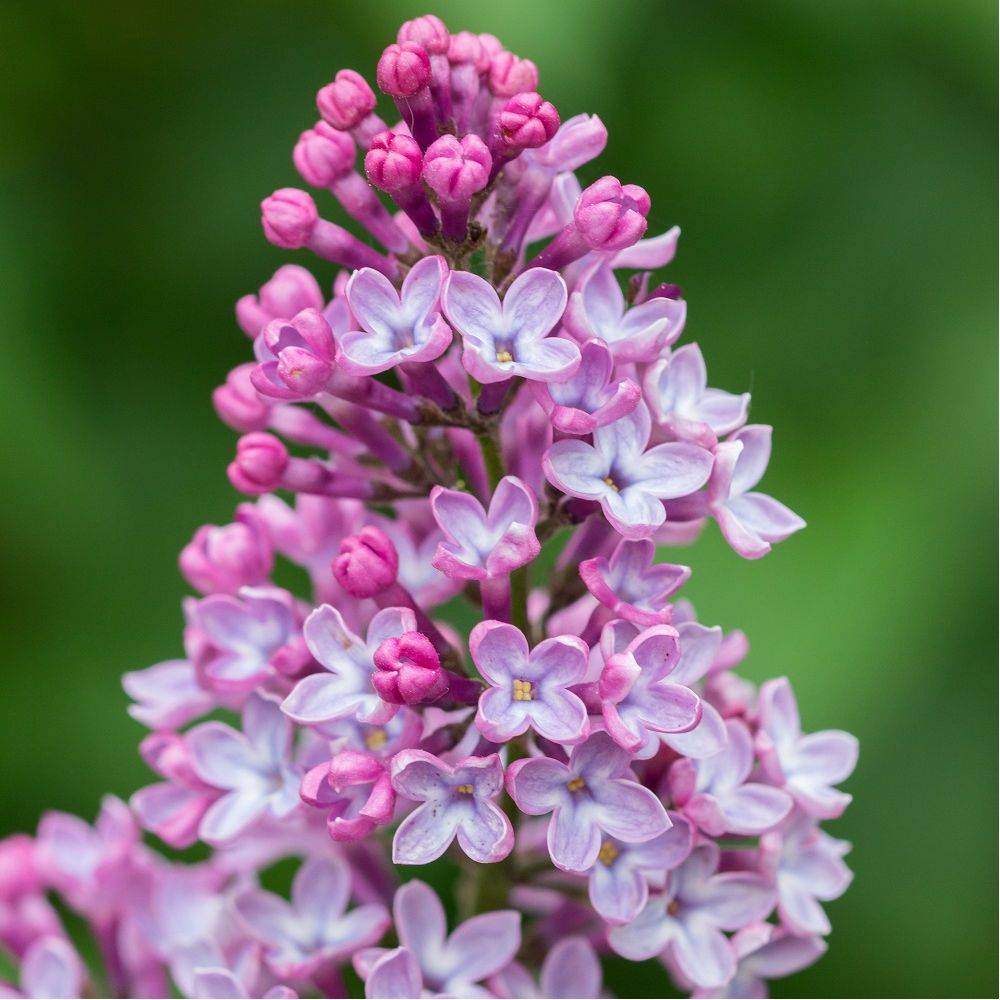 Lilas commun 'Amethyst' - Image 1