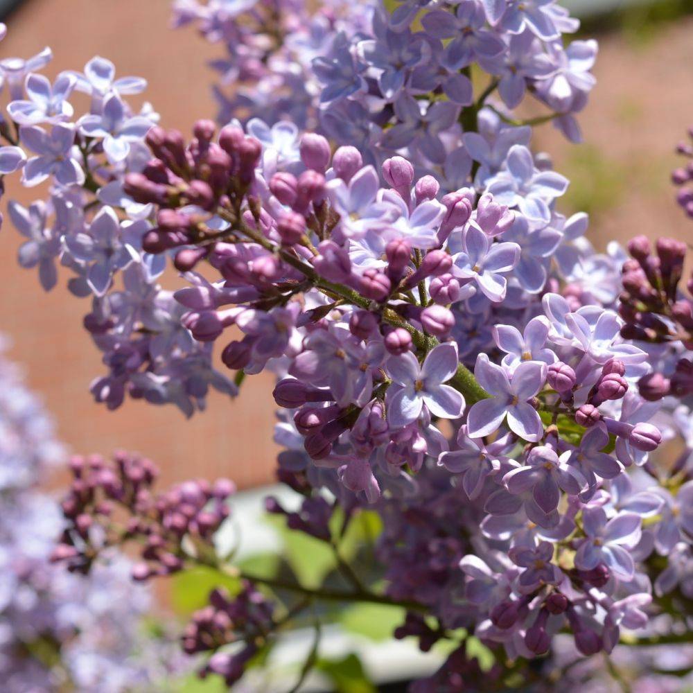Lilas commun 'Prince Wolkonsky'