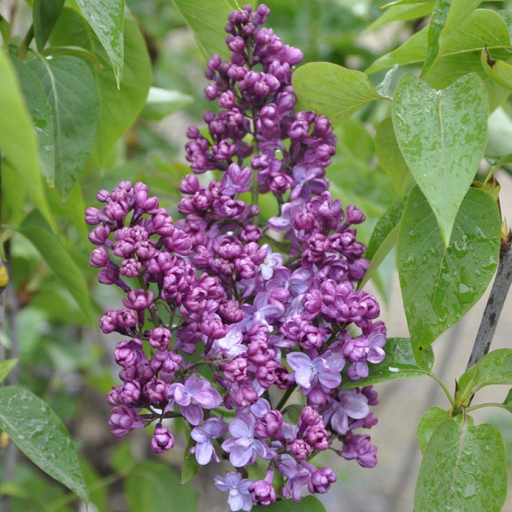 Lilas commun 'Prince Wolkonsky' - Image 2