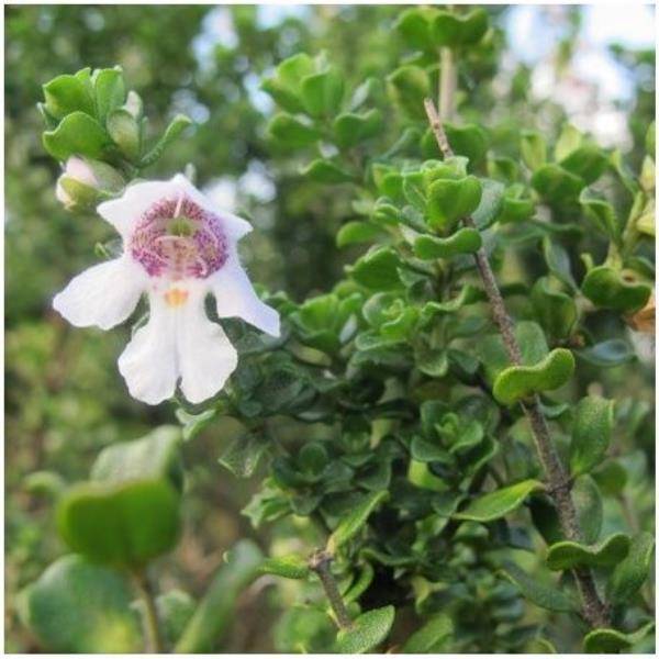 Prostanthera cuneata - Image 2