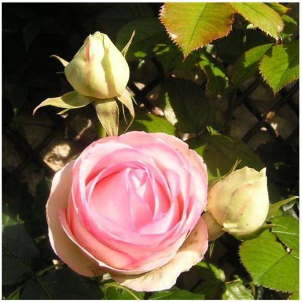 Rosier grimpant 'Pierre de Ronsard®' - Image 7