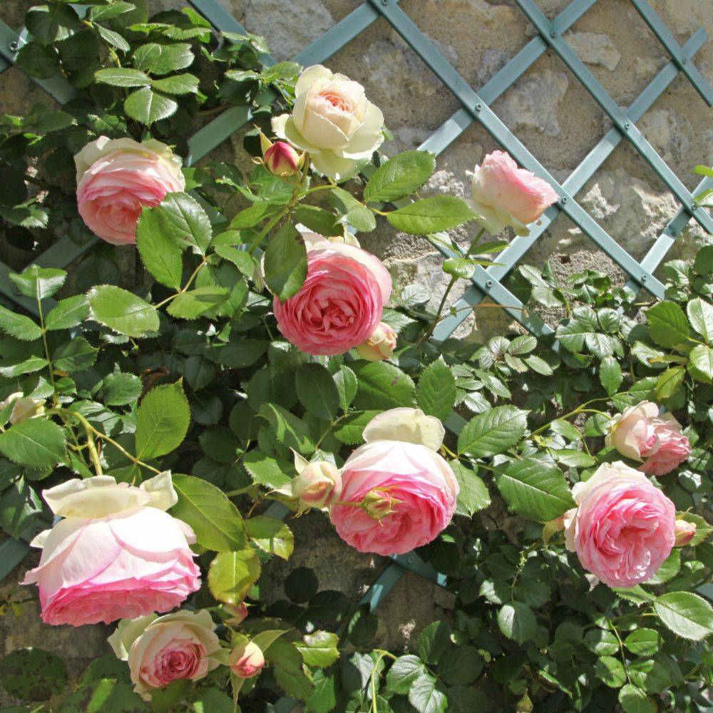 Rosier grimpant 'Pierre de Ronsard®' - Image 4