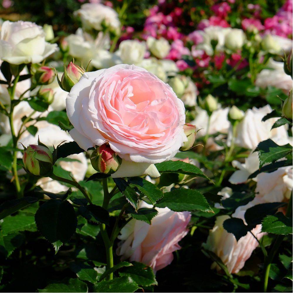 Rosier grimpant 'Pierre de Ronsard®' - Image 5