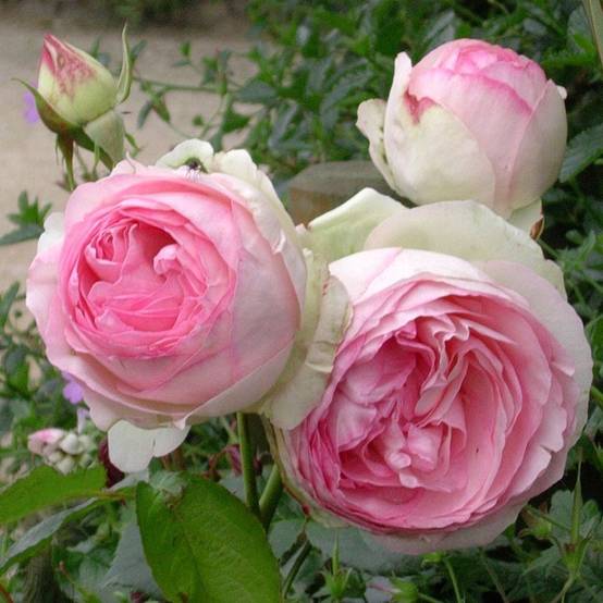 Rosier grimpant 'Pierre de Ronsard®' - Image 2