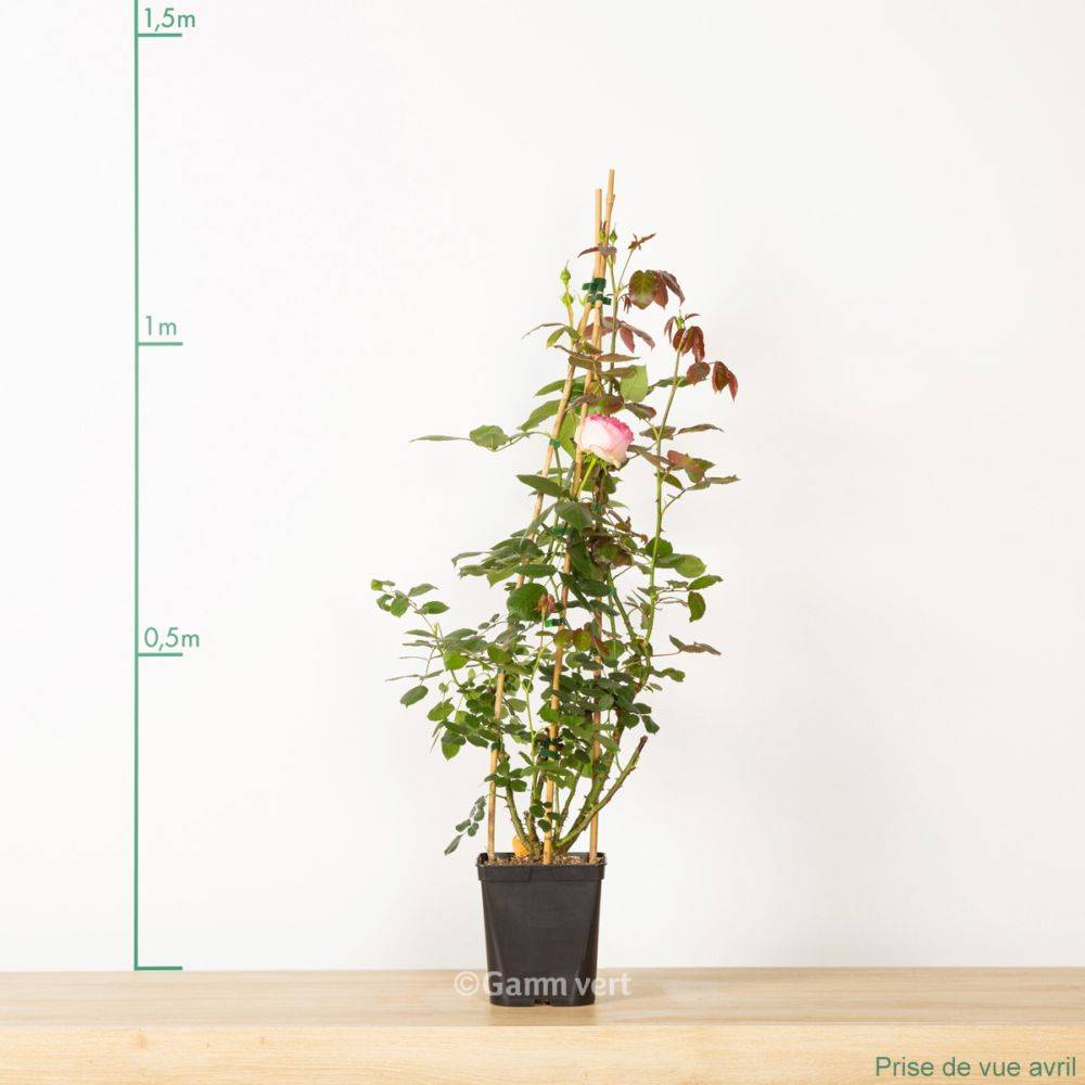 Rosier grimpant 'Pierre de Ronsard®' - Image 1