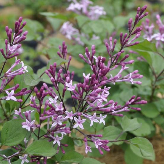 Lilas à petites feuilles 'Red Pixie'