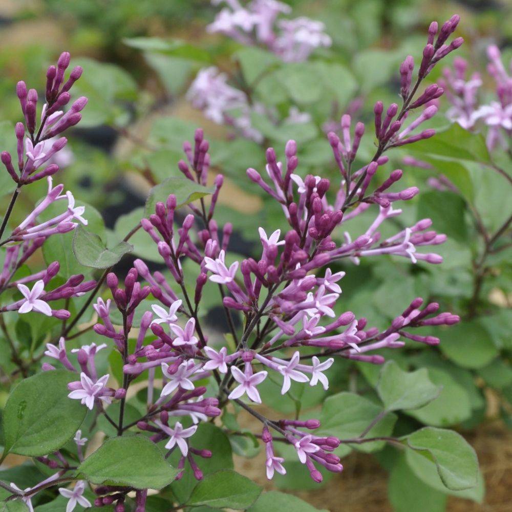 Lilas à petites feuilles 'Red Pixie'