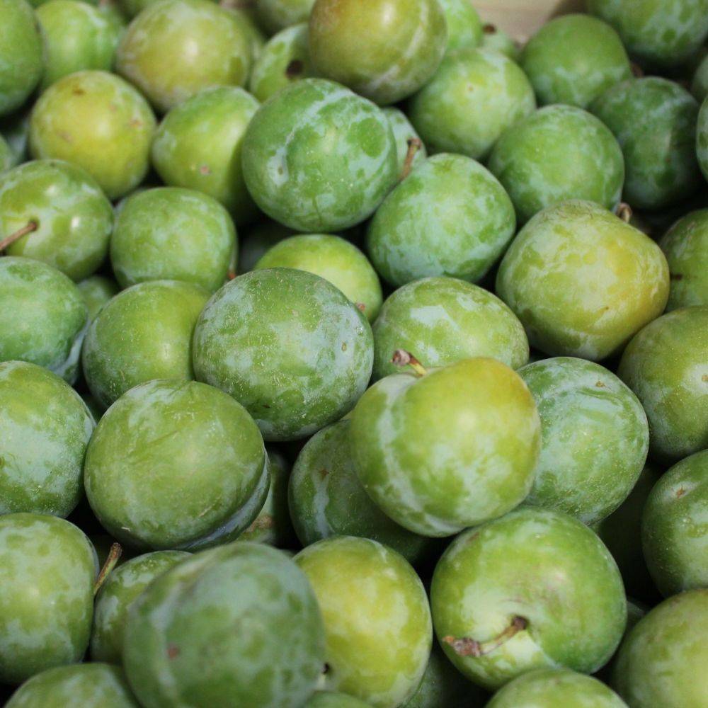 Prunier 'Reine Claude Verte' - Image 1