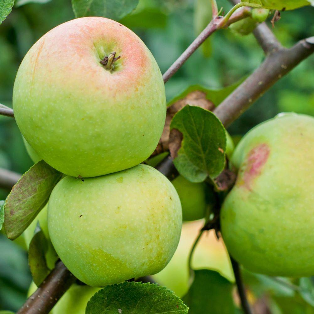 Pommier 'Transparente de Croncels' : taille en demi-tige - Image 1