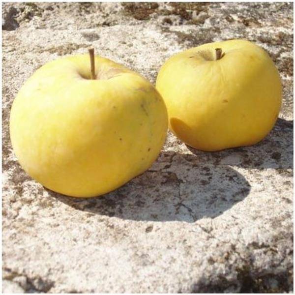 Pommier 'Transparente de Croncels' : taille en demi-tige - Image 2