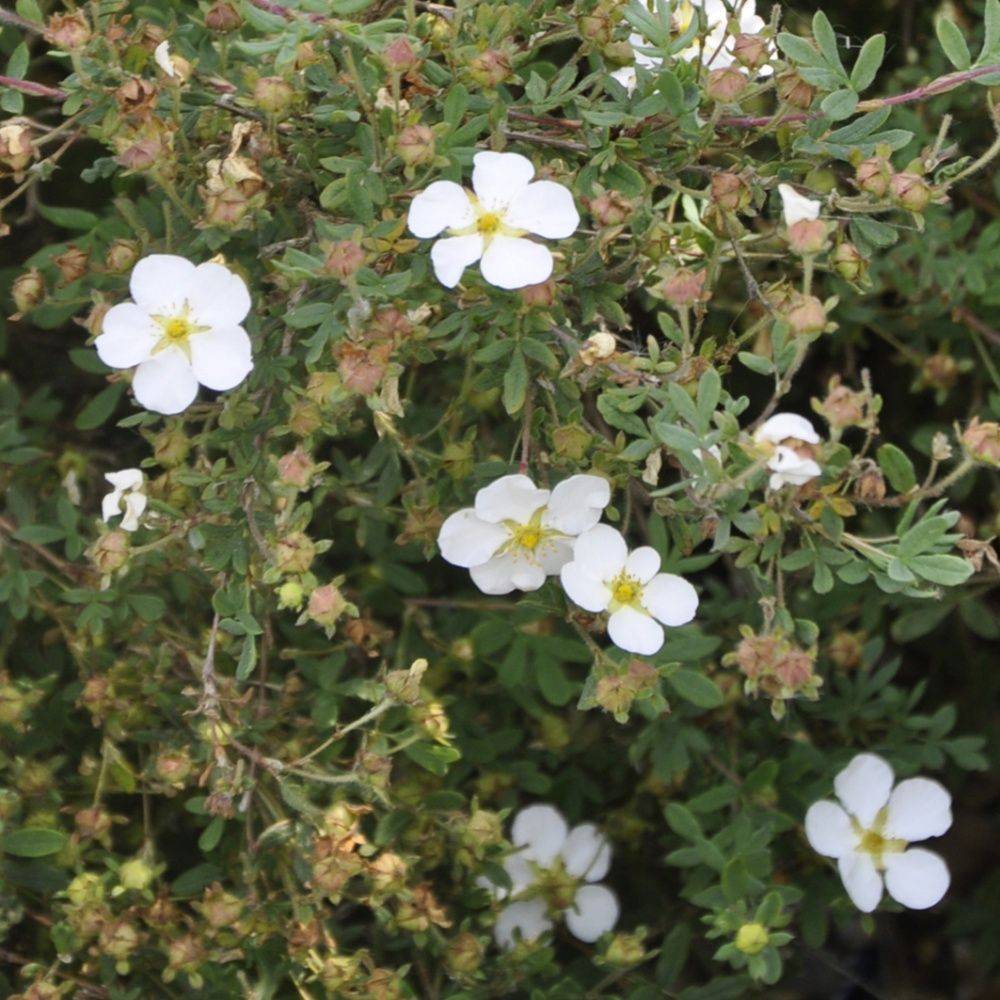 Potentille arbustive 'Abbotswood' - Image 1