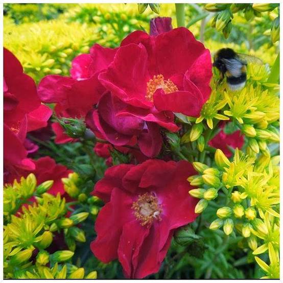 Rosier Décorosier® VESUVIA® - Image 4