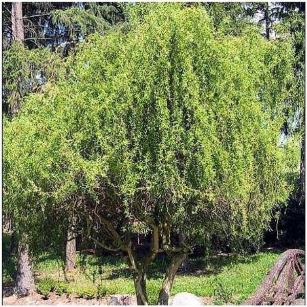 Saule 'Erythroflexuosa'