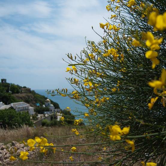 Genêt d'Espagne - Spartium Junceum - Image 3