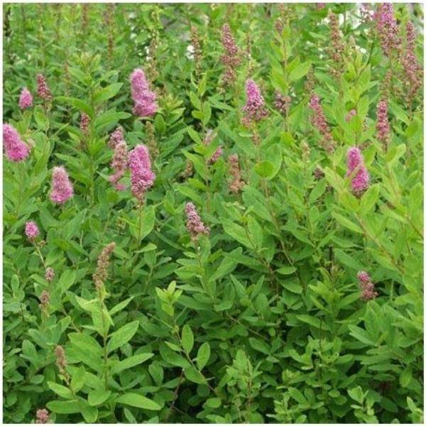Spirée 'Billardi'