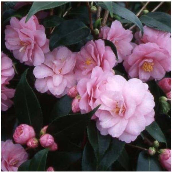 Camélia champêtre 'Spring Festival' - Image 1