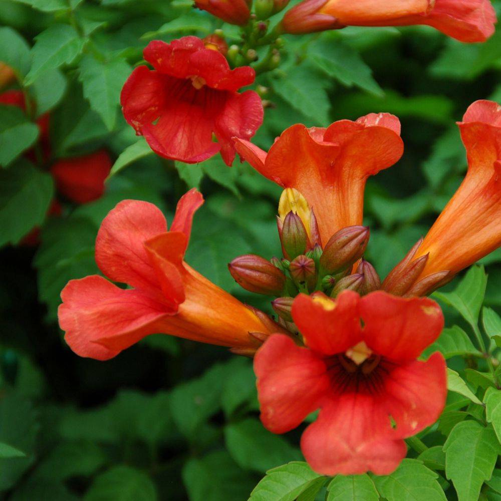 Bignone  Summer Jazz Fire® - Campsis - Image 2