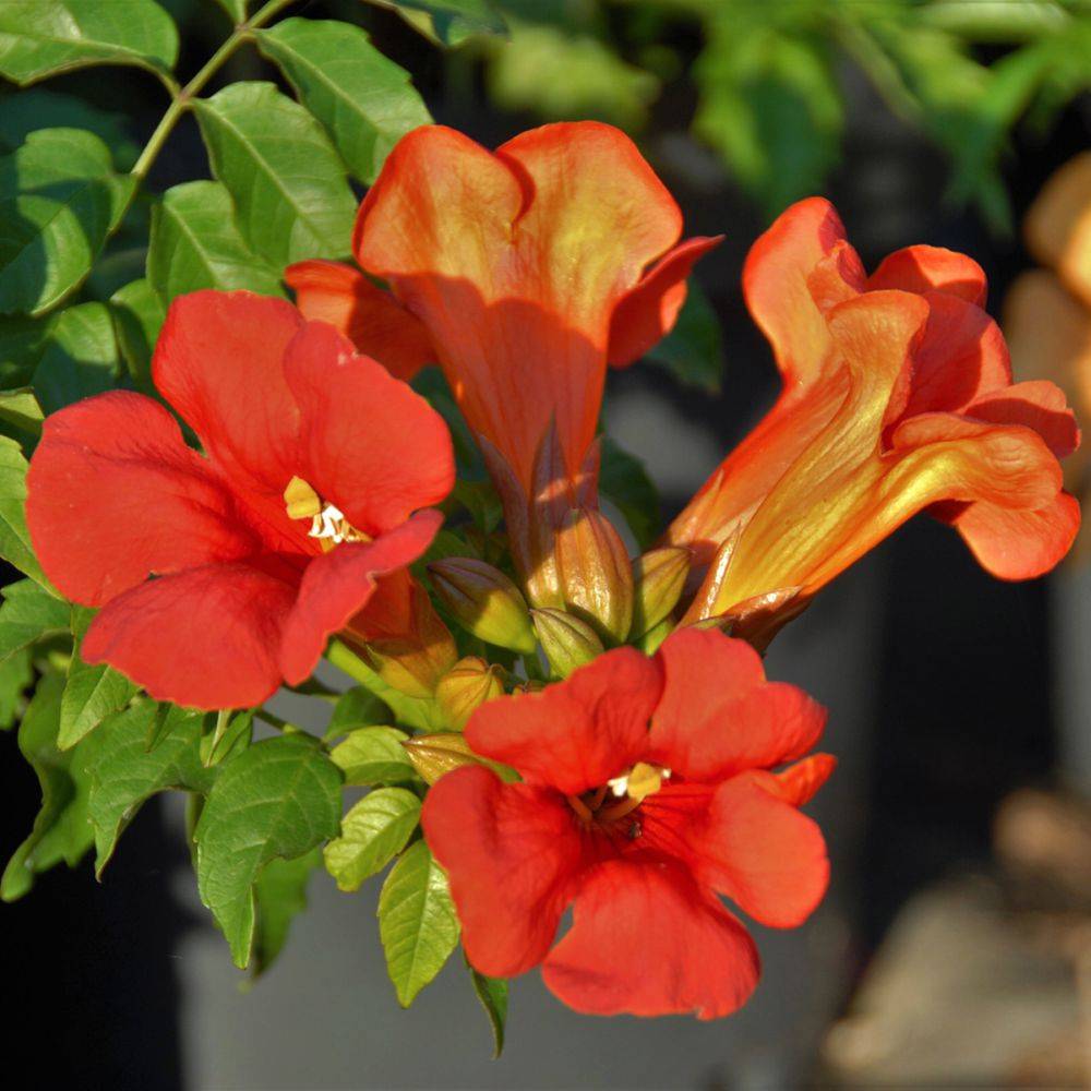 Bignone  Summer Jazz Fire® - Campsis - Image 1
