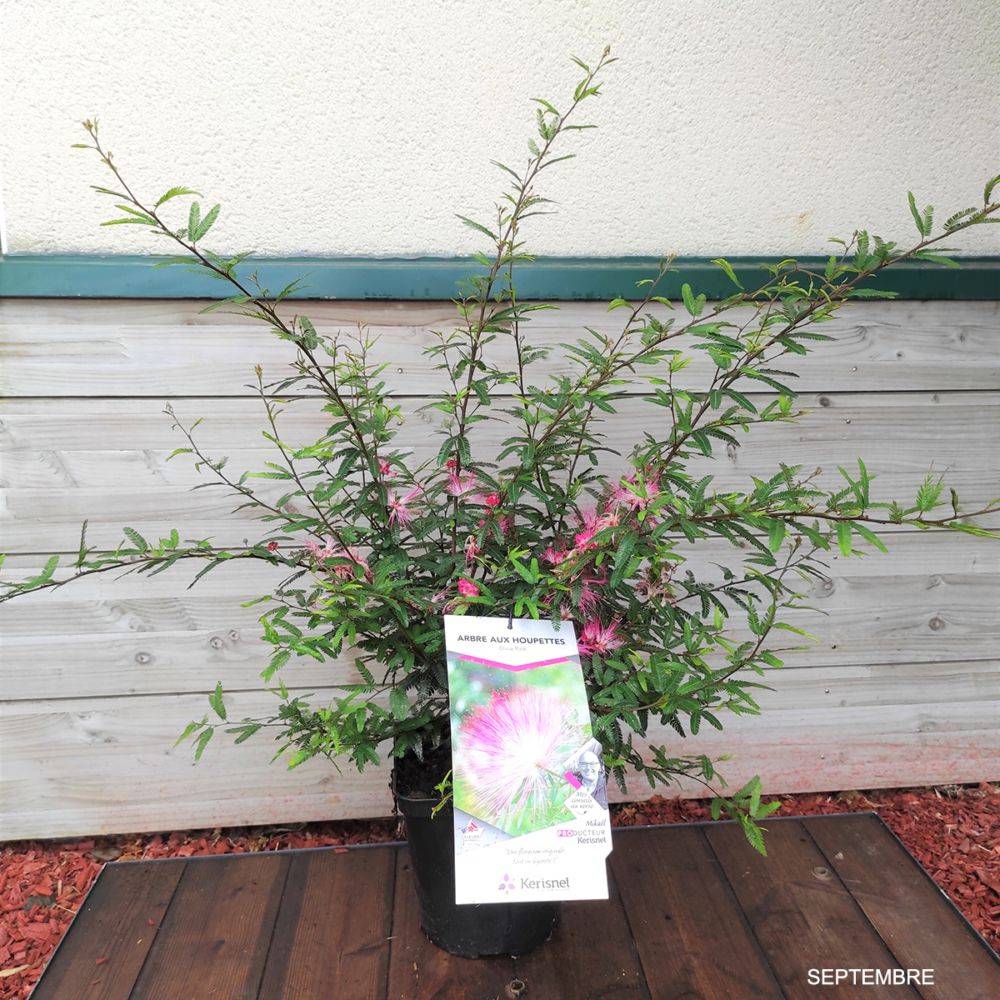 Calliandra Dixie Pink - Image 1