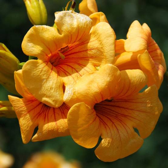 Bignone Summer Jazz Gold® - Campsis - Image 1