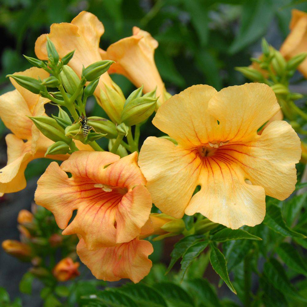 Bignone Summer Jazz Gold® - Campsis - Image 3