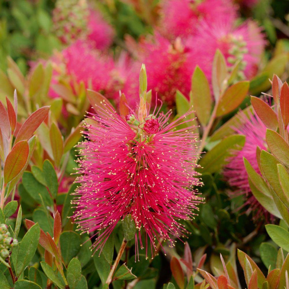 CALLISTEMON viminalis 'Hot Pink'