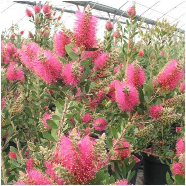 CALLISTEMON viminalis 'Hot Pink' - Image 2