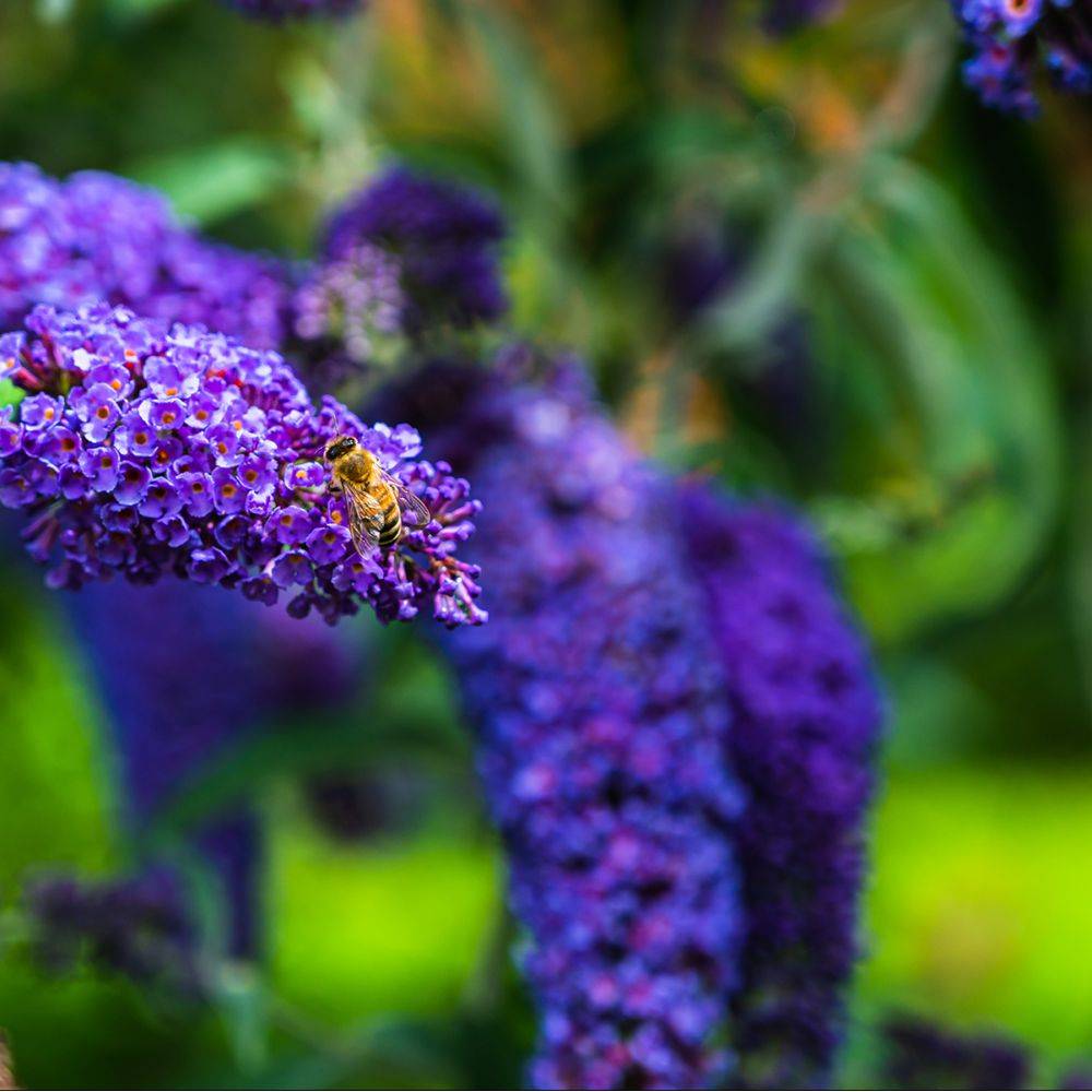 Arbre aux papillons buzz® Midnight