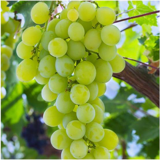 Vigne 'Muscat d'Alexandrie' - Image 3