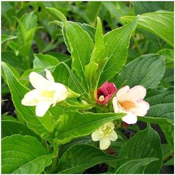 Weigelia 'Marjorie' - Image 2