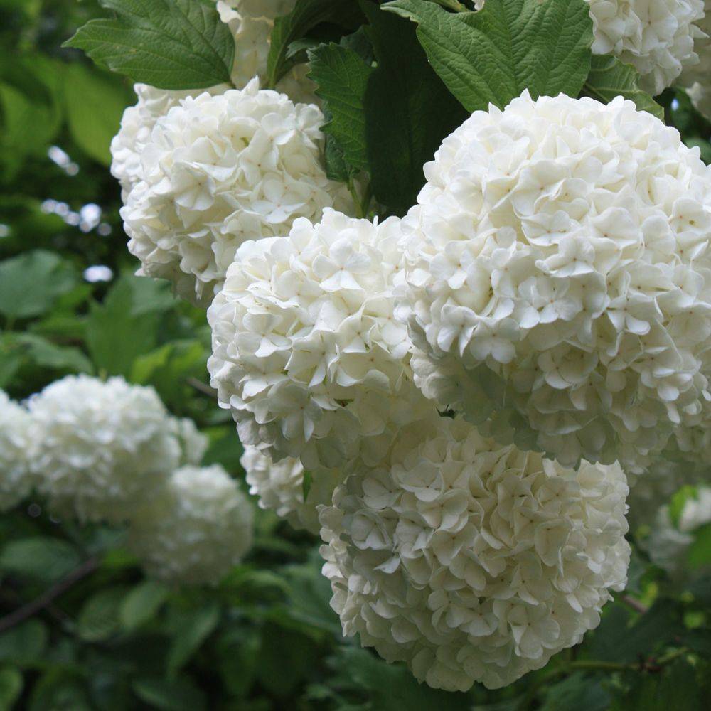 Viorne ou Viburnum Boule de neige 'Roseum' - Imagen 7