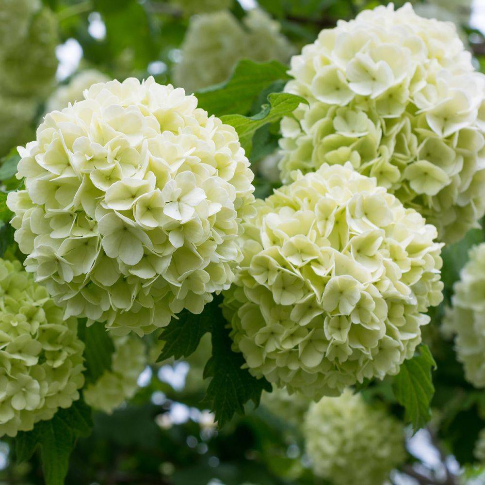 Viorne ou Viburnum Boule de neige 'Roseum' - Imagen 3