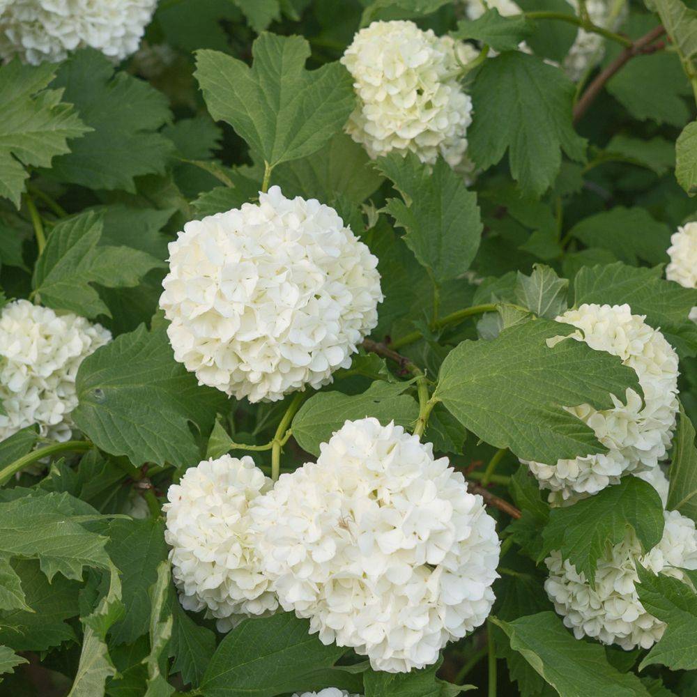 Viorne ou Viburnum Boule de neige 'Roseum' - Imagen 2