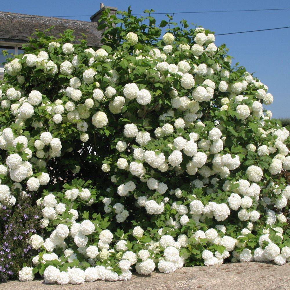 Viorne ou Viburnum Boule de neige 'Roseum' - Imagen 4