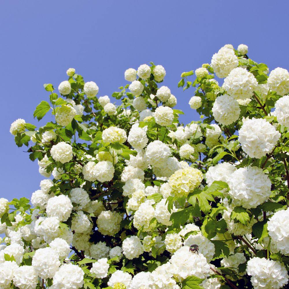 Viorne ou Viburnum Boule de neige 'Roseum' - Imagen 6