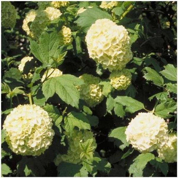Viorne ou Viburnum Boule de neige 'Roseum' - Imagen 5