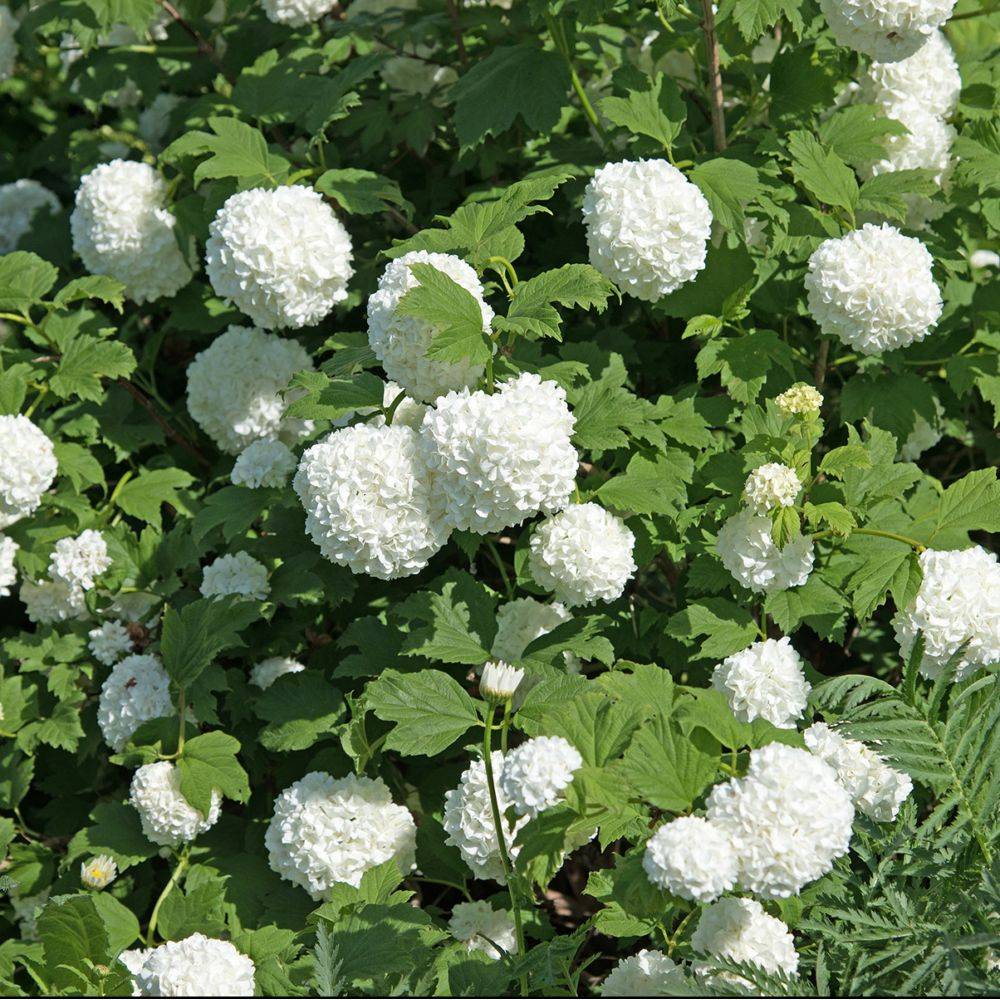 Viorne ou Viburnum Boule de neige 'Roseum' - Imagen 1