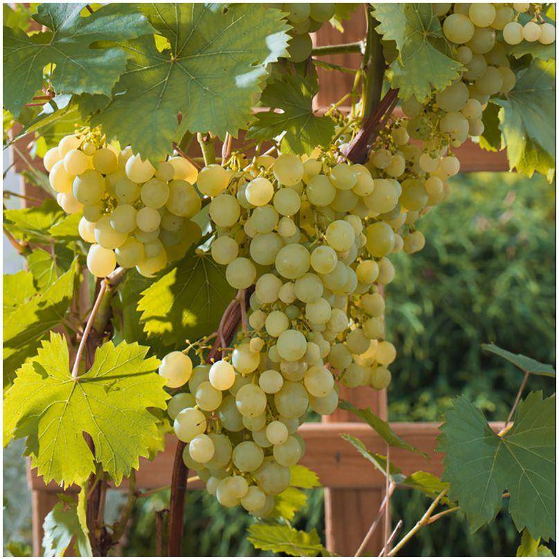 Vigne Ampelia® 'Perdin' - Image 1