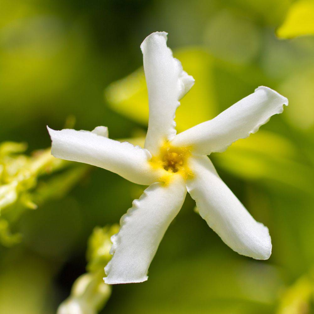 Jasmin étoilé asiaticum - Image 2