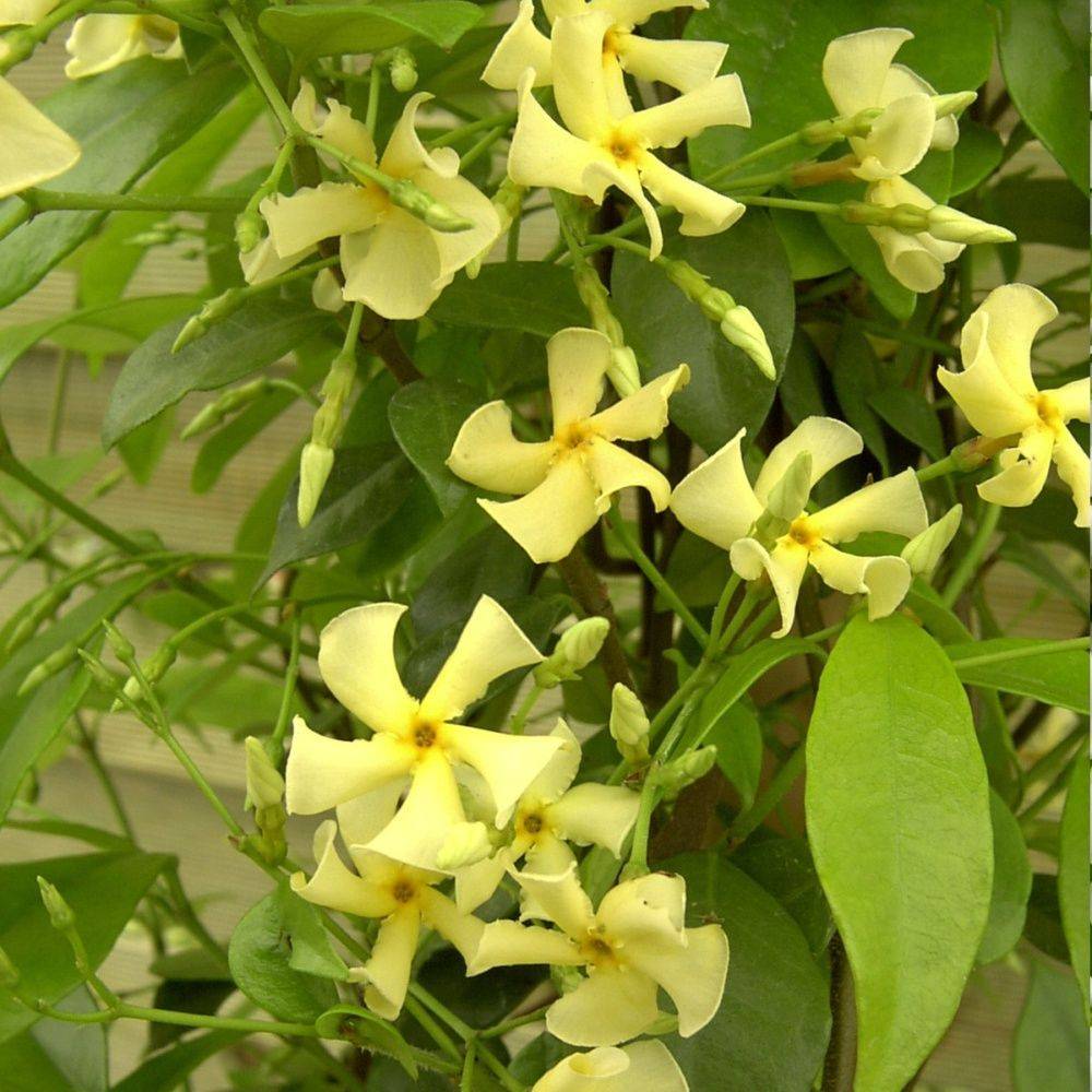Jasmin étoilé asiaticum