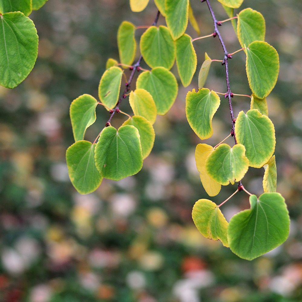 Arbre au caramel