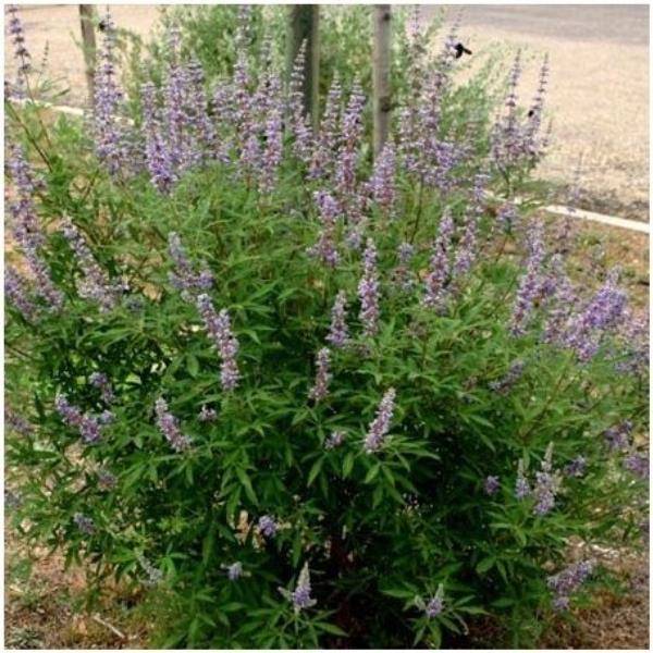 Vitex agnus castus 'Latifolia'