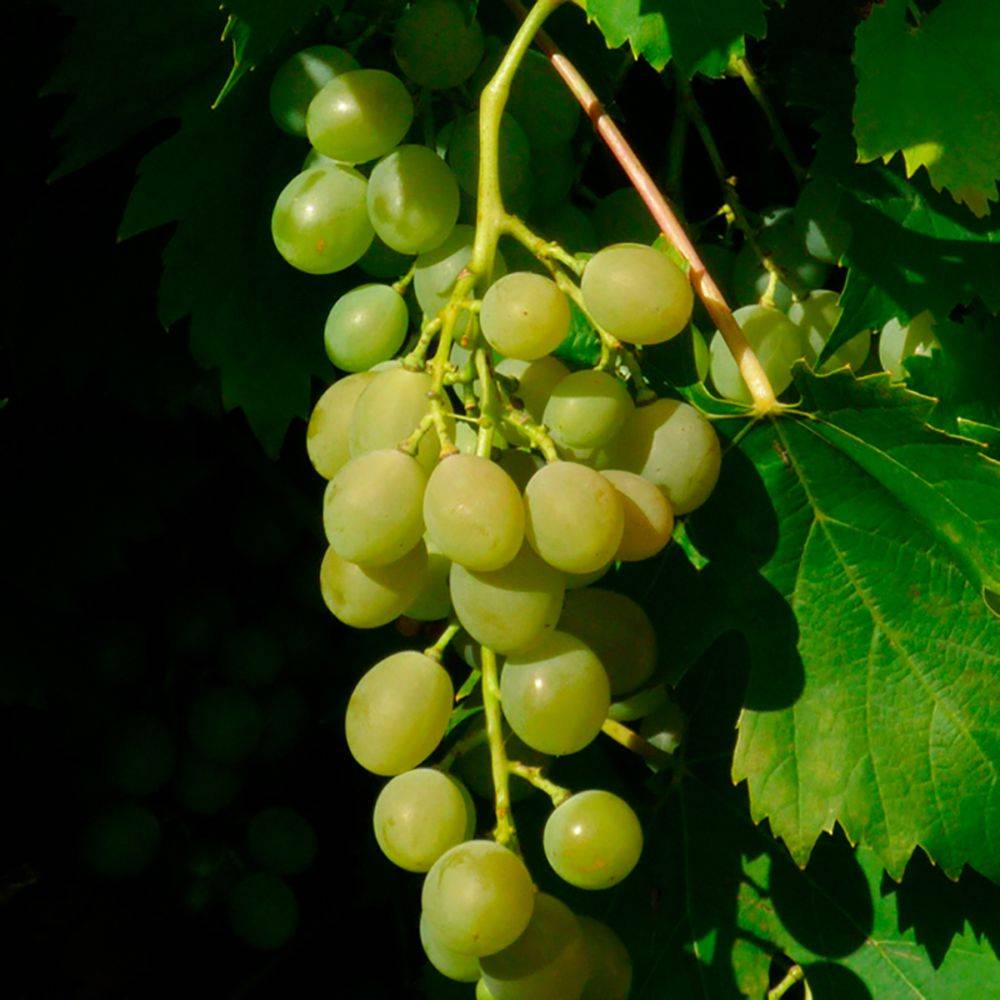 Vigne 'Ampelia® Amandin' - Image 2