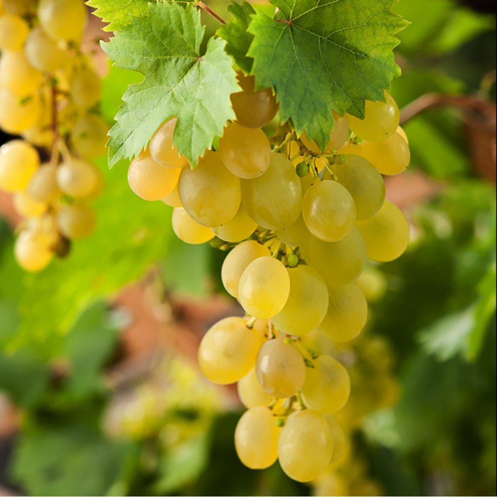 Vigne 'Ampelia® Amandin' - Image 1