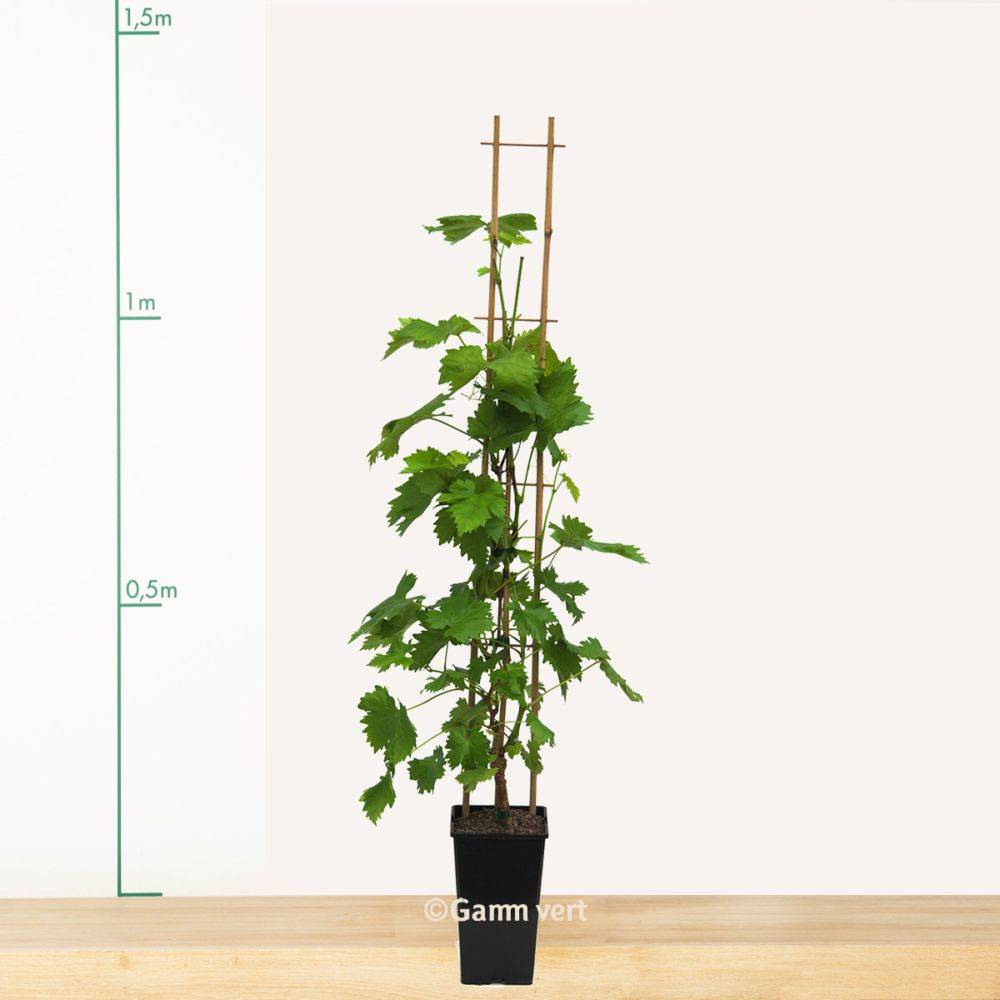 Vigne 'Chasselas doré' - Image 4
